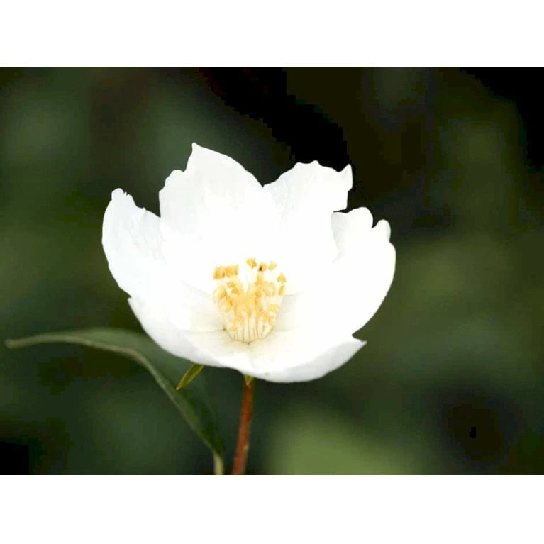 Uægte Jasmin 'Silberregen' Philadelphus Purpureomacu 'Silberregen' 3,5 Liter Potte 3 Uægte Jasmin 'Silberregen' Philadelphus Purpureomacu 'Silberregen' 3,5 Liter Potte