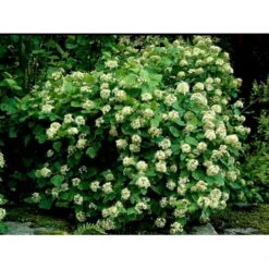 Blærespiræa Physocarphus Opulifolius Barrods,- 2 års (1/1) 30-80 Cm.