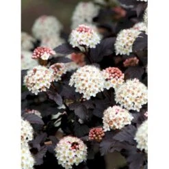 Blærespiræa 'Diabolo' Physocarphus Op. 'Diabolo' Solitær Busk 150-200 Cm. - Med Klump 10 Blærespiræa 'Diabolo' Physocarphus Op. 'Diabolo' Solitær Busk 150-200 Cm. - Med Klump -Osmoz Naturens Butik mi1688 physocarpus opulifolius diabolo r 0c5e