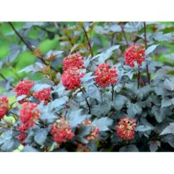 Blærespiræa 'Diabolo' Physocarphus Op. 'Diabolo' Solitær Busk 150-200 Cm. - Med Klump 11 Blærespiræa 'Diabolo' Physocarphus Op. 'Diabolo' Solitær Busk 150-200 Cm. - Med Klump -Osmoz Naturens Butik mi1688 physocarpus opulifolius diabolo r 7745