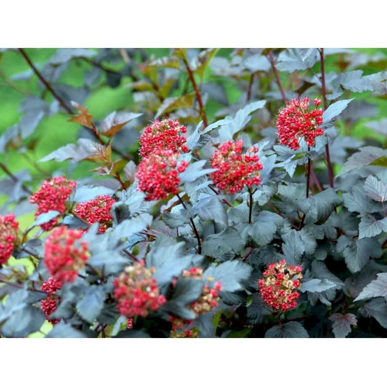 Blærespiræa 'Diabolo' Physocarphus Op. 'Diabolo' Solitær Busk 150-200 Cm. - Med Klump 7 Blærespiræa 'Diabolo' Physocarphus Op. 'Diabolo' Solitær Busk 150-200 Cm. - Med Klump - Billede 5