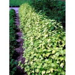 Blærespiræa 'Dart's Gold' Physocarpus Opulifolius 'Dart's Gold' Med Klump,- 100-120 Cm. -Osmoz Naturens Butik mi1689 physocarpus opulifolius dart s gold 4c20