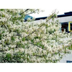 Bærmispel Amelanchier Lamarckii Barrods,- 2 års (1/1) 30-80 Cm.