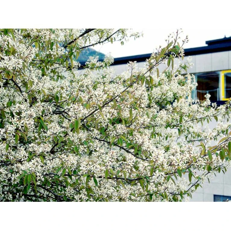 Bærmispel Amelanchier Lamarckii Barrods,- 2 års (1/1) 30-80 Cm. 3 Bærmispel Amelanchier Lamarckii Barrods,- 2 års (1/1) 30-80 Cm.