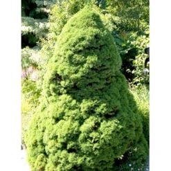 Hvidgran Picea Glauca Potte 3,0 Liter,- 40-60 Cm. -Osmoz Naturens Butik mi1703 picea abies glauca ea8a