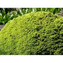 Dværg Rødgran 'Little Gem' Picea Abies 'Little Gem' Potte 2,0 Liter,- 15-20 Cm. 9 Dværg Rødgran 'Little Gem' Picea Abies 'Little Gem' Potte 2,0 Liter,- 15-20 Cm. -Osmoz Naturens Butik mi1716 picea abies little gem ee0f