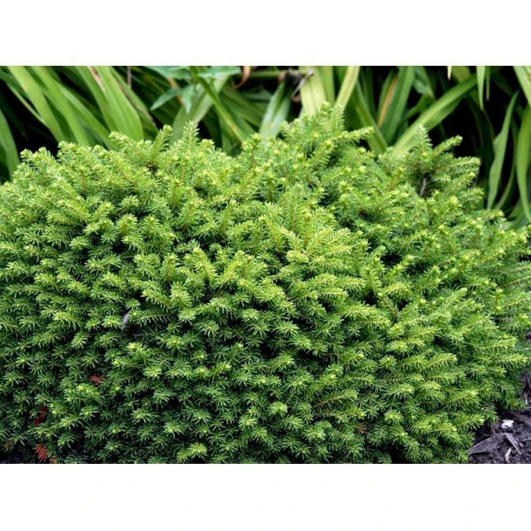 Dværg Rødgran 'Little Gem' Picea Abies 'Little Gem' Potte 2,0 Liter,- 15-20 Cm. 6 Dværg Rødgran 'Little Gem' Picea Abies 'Little Gem' Potte 2,0 Liter,- 15-20 Cm. - Billede 4