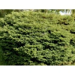 Fugleredegran 'Nidiformis' Picea Abies 'Nidiformis' (dværgform) Potte 3,0 Liter,- 30-40 Cm. 13 Fugleredegran 'Nidiformis' Picea Abies 'Nidiformis' (dværgform) Potte 3,0 Liter,- 30-40 Cm. -Osmoz Naturens Butik mi1717 picea abies nidiformis 775f