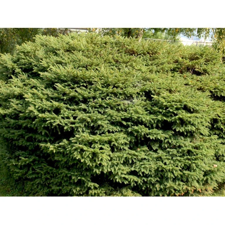 Fugleredegran 'Nidiformis' Picea Abies 'Nidiformis' (dværgform) Potte 3,0 Liter,- 30-40 Cm. 7 Fugleredegran 'Nidiformis' Picea Abies 'Nidiformis' (dværgform) Potte 3,0 Liter,- 30-40 Cm. - Billede 5