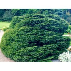 Fugleredegran 'Nidiformis' Picea Abies 'Nidiformis' (dværgform) Potte 3,0 Liter,- 30-40 Cm. 14 Fugleredegran 'Nidiformis' Picea Abies 'Nidiformis' (dværgform) Potte 3,0 Liter,- 30-40 Cm. -Osmoz Naturens Butik mi1717 picea abies nidiformis c953