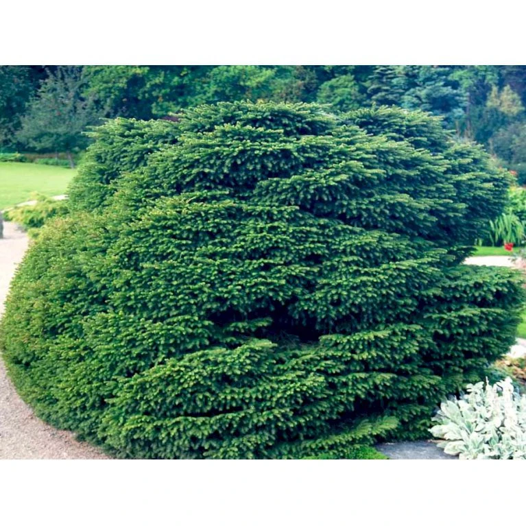 Fugleredegran 'Nidiformis' Picea Abies 'Nidiformis' (dværgform) Potte 3,0 Liter,- 30-40 Cm. 8 Fugleredegran 'Nidiformis' Picea Abies 'Nidiformis' (dværgform) Potte 3,0 Liter,- 30-40 Cm. - Billede 6