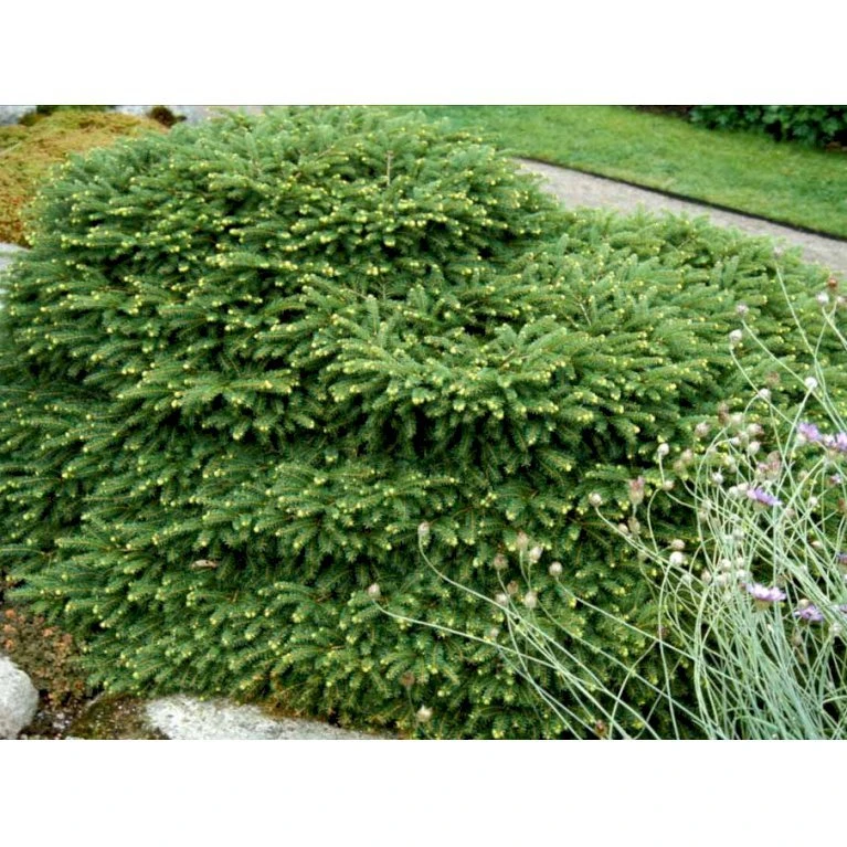 Fugleredegran 'Nidiformis' Picea Abies 'Nidiformis' (dværgform) Potte 3,0 Liter,- 30-40 Cm. 9 Fugleredegran 'Nidiformis' Picea Abies 'Nidiformis' (dværgform) Potte 3,0 Liter,- 30-40 Cm. - Billede 7