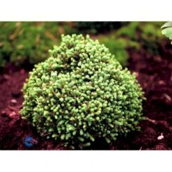 Dværg Hvidgran 'Blue Planet' Picea Glauca 'Blue Planet' Potte 2,0 Liter,- 10-20 Cm.