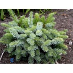 Dværg Hvidgran 'Blue Planet' Picea Glauca 'Blue Planet' Potte 2,0 Liter,- 10-20 Cm. -Osmoz Naturens Butik mi1733 picea glauca blue planet d380