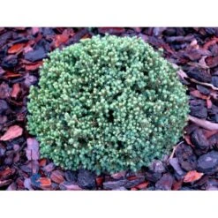 Dværg Hvidgran 'Blue Planet' Picea Glauca 'Blue Planet' Potte 2,0 Liter,- 10-20 Cm. -Osmoz Naturens Butik mi1733 picea glauca blue planet d6a4