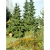 Serbisk Søjlegran Picea Omorica Barrods,- 3 års (2/1) 20-40 Cm. 1 Serbisk Søjlegran Picea Omorica Barrods,- 3 års (2/1) 20-40 Cm. -Osmoz Naturens Butik mi1743 picea omorika ff9d