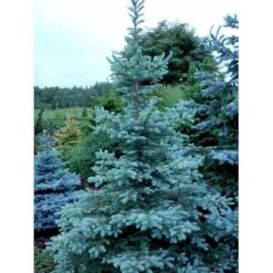 Blågran 'Fat Albert' Picea Pungens 'Fat Albert' Potte 12 Liter,- 60-80 Cm. -Osmoz Naturens Butik mi1767 picea pungens fat albert 64db