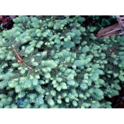 Blågran (Podet) 'Waldbrunn' Picea Pungens 'Waldbrunn'(dværgform) Potte 3,0 Liter,- 15-20 Cm. -Osmoz Naturens Butik mi1776 picea pungens waldbrunn 96c1