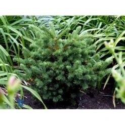 Blågran (Podet) 'Waldbrunn' Picea Pungens 'Waldbrunn'(dværgform) Potte 3,0 Liter,- 15-20 Cm. -Osmoz Naturens Butik mi1776 picea pungens waldbrunn fb5b