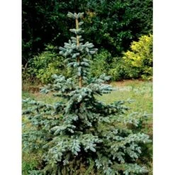Blågran 'Glauca' Picea Pungens 'Glauca' Barrods,- 3 års (2/1) 20-40 Cm. -Osmoz Naturens Butik mi1784 picea pungens glauca a08e