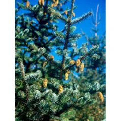Sitkagran Picea Sitchensis Barrods,- 3 års (2/1) 30-60 Cm. 9 Sitkagran Picea Sitchensis Barrods,- 3 års (2/1) 30-60 Cm. -Osmoz Naturens Butik mi1785 picea sitchensis 77ba
