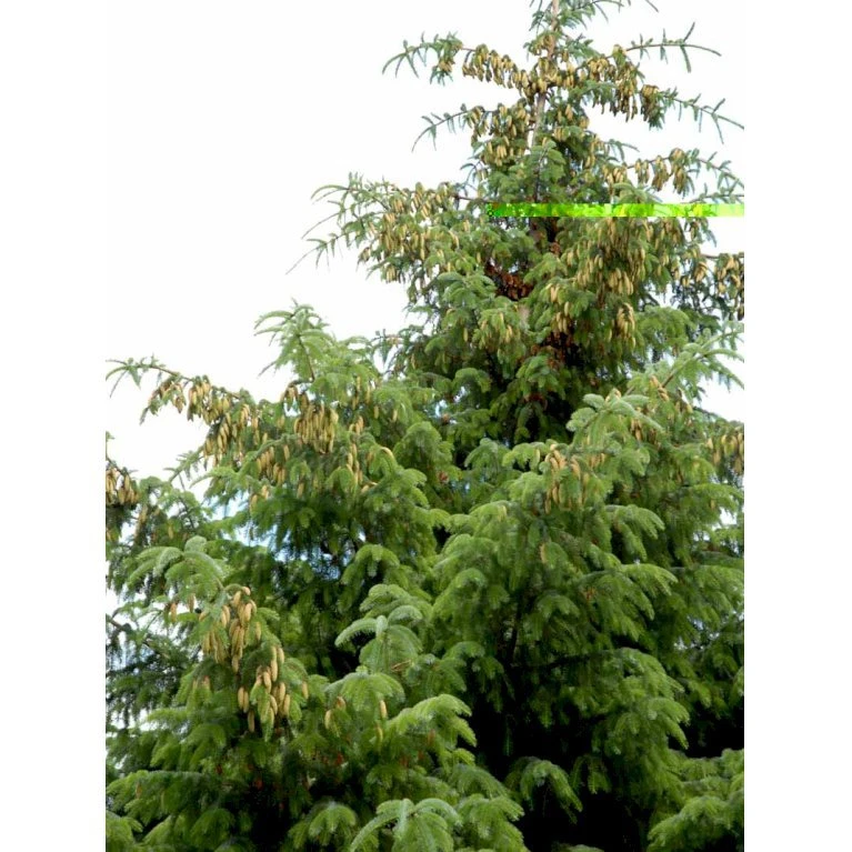 Sitkagran Picea Sitchensis Barrods,- 3 års (2/1) 30-60 Cm. 5 Sitkagran Picea Sitchensis Barrods,- 3 års (2/1) 30-60 Cm. - Billede 3