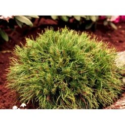 Bjergfyr 'Varella' Pinus Mugo 'Varella'(dværgform) Potte 2,0 Liter,- 25-30 Cm. -Osmoz Naturens Butik mi1808 pinus mugo varella 7708