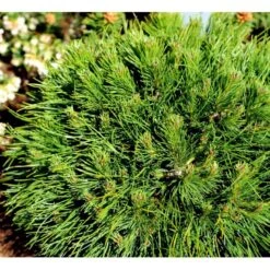 Bjergfyr 'Varella' Pinus Mugo 'Varella'(dværgform) Potte 2,0 Liter,- 25-30 Cm. -Osmoz Naturens Butik mi1808 pinus mugo varella d4ba