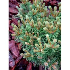 Bjergfyr 'Benjamin' Pinus Mugo 'Benjamin'(dværgform) Potte 2,0 Liter,- 20-25 Cm. -Osmoz Naturens Butik mi1817 pinus mugo benjamin e303