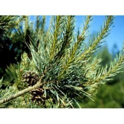 Skovfyr Pinus Sylvestris Barrods,- 3 års (2/1) 20-50 Cm. -Osmoz Naturens Butik mi1835 pinus sylvestris 69cc 1