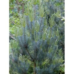 Skovfyr Pinus Sylvestris Med Klump,- 150-175 Cm. -Osmoz Naturens Butik mi1835 pinus sylvestris 8cc2