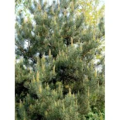 Skovfyr Pinus Sylvestris Barrods,- 3 års (2/1) 20-50 Cm.