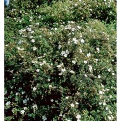 Buskpotentil 'Abbotswood' Potentilla Fruticosa 'Abbotswood' Potte 2,0 Liter,- 25-30 Cm. -Osmoz Naturens Butik mi1897 potentilla fruticosa abbotswood 8756