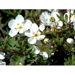 Buskpotentil 'Abbotswood' Potentilla Fruticosa 'Abbotswood' Potte 2,0 Liter,- 25-30 Cm. -Osmoz Naturens Butik mi1897 potentilla fruticosa abbotswood 93c7