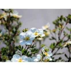 Buskpotentil 'Abbotswood' Potentilla Fruticosa 'Abbotswood' Potte 2,0 Liter,- 25-30 Cm. -Osmoz Naturens Butik mi1897 potentilla fruticosa abbotswood b48d