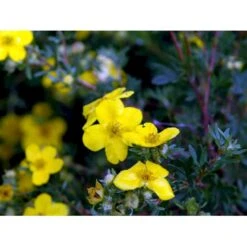 Buskpotentil 'Goldfinger' Potentilla Fruticosa 'Goldfinger' Potte 2,0 Liter,- 25-30 Cm. -Osmoz Naturens Butik mi1899 potentilla fruticosa goldfinger 5e47