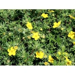 Buskpotentil 'Goldfinger' Potentilla Fruticosa 'Goldfinger' Potte 2,0 Liter,- 25-30 Cm. -Osmoz Naturens Butik mi1899 potentilla fruticosa goldfinger 6234