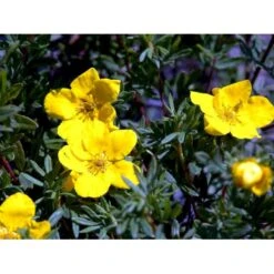 Buskpotentil 'Goldfinger' Potentilla Fruticosa 'Goldfinger' Potte 2,0 Liter,- 25-30 Cm. -Osmoz Naturens Butik mi1899 potentilla fruticosa goldfinger a3d7