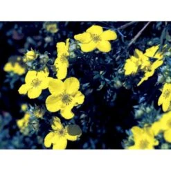 Buskpotentil 'Goldfinger' Potentilla Fruticosa 'Goldfinger' Potte 2,0 Liter,- 25-30 Cm. -Osmoz Naturens Butik mi1899 potentilla fruticosa goldfinger a9f1