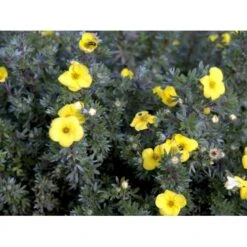 Buskpotentil 'Kobold' Potentilla Fruticosa 'Kobold' Potte 2,0 Liter,- 25-30 Cm. -Osmoz Naturens Butik mi1901 potentilla fruticosa kobold 4241