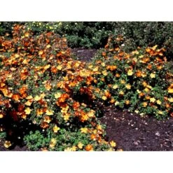 Buskpotentil 'Red Ace' Potentilla Fruticosa 'Red Ace' Potte 2,0 Liter,- 25-30 Cm. -Osmoz Naturens Butik mi1906 potentilla fruticosa red ace n 015e