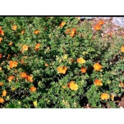 Buskpotentil 'Red Ace' Potentilla Fruticosa 'Red Ace' Potte 2,0 Liter,- 25-30 Cm. -Osmoz Naturens Butik mi1906 potentilla fruticosa red ace n c216