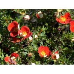 Buskpotentil 'Red Robin' Potentilla Fruticosa 'Red Robin' 3,5 Liter Potte -Osmoz Naturens Butik mi1907 potentilla fruticosa red robin 6983