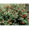 Buskpotentil 'Red Robin' Potentilla Fruticosa 'Red Robin' 3,5 Liter Potte -Osmoz Naturens Butik mi1907 potentilla fruticosa red robin abeb