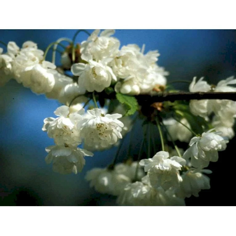 Fyldtblomstrende Fuglekirsebær 'Plena' Prunus Avium 'Plena' Alletræ, Stammeomkreds 18-20 Cm. Med Klump 3 Fyldtblomstrende Fuglekirsebær 'Plena' Prunus Avium 'Plena' Alletræ, Stammeomkreds 18-20 Cm. Med Klump