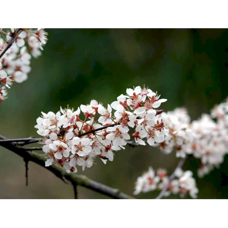 Storfrugtet Blodblomme 'Trailblazer' Prunus Cerasifera 'Trailblazer' Solitær Busk 150-200 Cm. - Med Klump 6 Storfrugtet Blodblomme 'Trailblazer' Prunus Cerasifera 'Trailblazer' Solitær Busk 150-200 Cm. - Med Klump - Billede 4