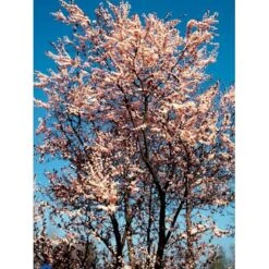 Blodblomme Prunus Cer. 'Nigra' Opstammet 90 Cm. 7,5 Liter Potte -Osmoz Naturens Butik mi1998 prunus cerasifera nigra 5340