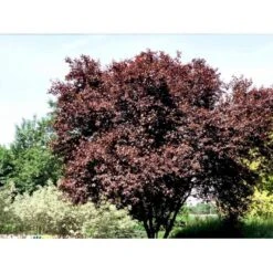 Blodblomme Prunus Cer. 'Nigra' Opstammet 90 Cm. 7,5 Liter Potte -Osmoz Naturens Butik mi1998 prunus cerasifera nigra 6b90