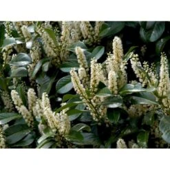 Kirsebærlaurbær 'Etna' Prunus Laurocerasus 'Etna' Opstammet 180 Cm. 12 Liter Potte -Osmoz Naturens Butik mi2004 prunus laurocerasus etna ed22