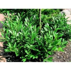 Kirsebærlaurbær 'Prufon' Prunus Laurocerasus 'Prufon' Med Klump,- 50-60 Cm. -Osmoz Naturens Butik mi2006 prunus laurocerasus prufon de6d